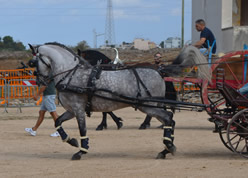 Fiera