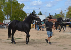 Fiera