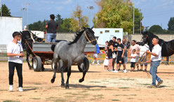 Fiera