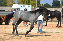 Fiera