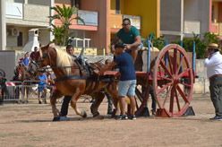 Fiera