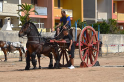 Fiera