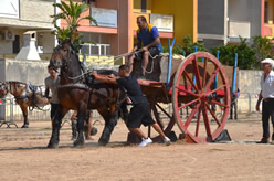 Fiera