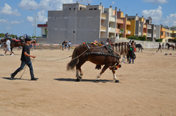 Fiera