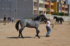 Fiera