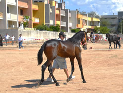 Fiera