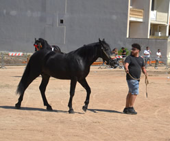 Fiera