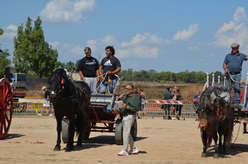 Fiera