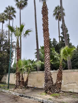 Gestione verde Galatina