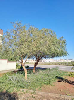 Gestione verde Galatina