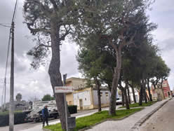 Gestione verde Galatina