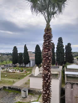 Gestione verde Galatina