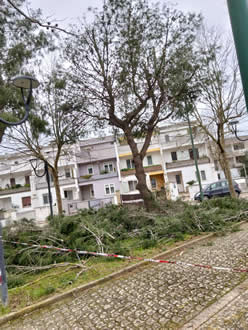 Gestione verde Galatina