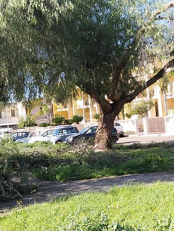 Gestione verde Galatina